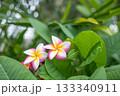 プルメリア 133340911