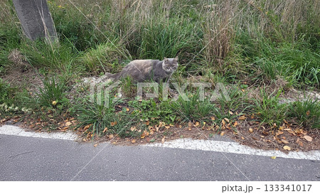 Stray cat relaxing in urban greenery on a street Stray cat relaxing in urban greenery on a street 133341017