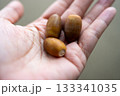 手のひらのどんぐり 133341035