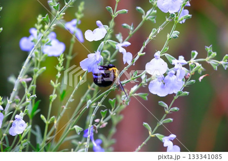 ラベンダーとミツバチ 133341085