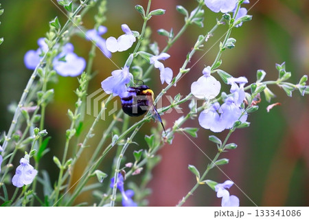 ラベンダーとミツバチ 133341086