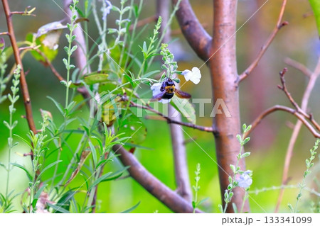 ラベンダーとミツバチ 133341099