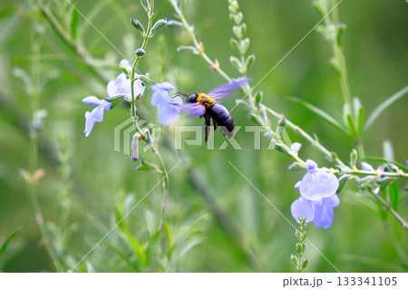 ラベンダーとミツバチ 133341105