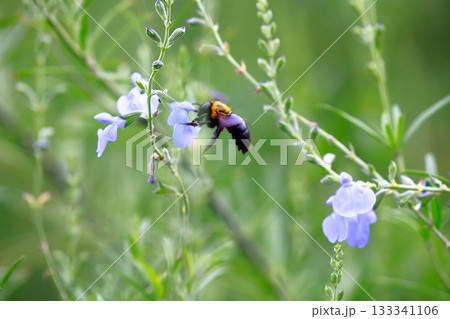 ラベンダーとミツバチ 133341106