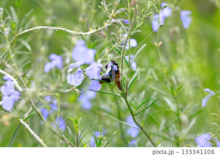 ラベンダーとミツバチ 133341108