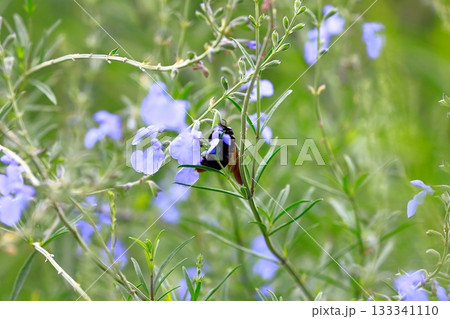 ラベンダーとミツバチ 133341110