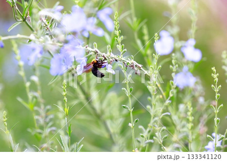 ラベンダーとミツバチ 133341120