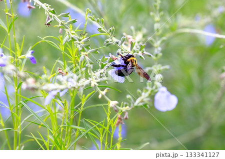 ラベンダーとミツバチ 133341127