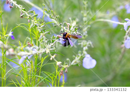 ラベンダーとミツバチ 133341132