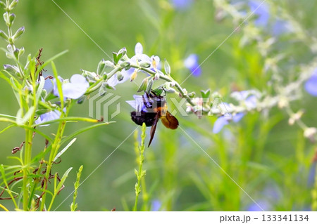 ラベンダーとミツバチ 133341134