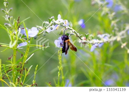 ラベンダーとミツバチ 133341139