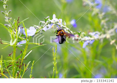 ラベンダーとミツバチ 133341141