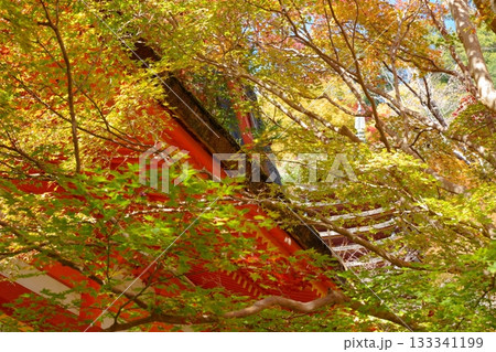 奈良県桜井市の談山神社で紅葉を始めた木々越しに見る神廊拝所の屋根と十三重塔 奈良県桜井市の談山神社で紅葉を始めた木々越しに見る神廊拝所の屋根と十三重塔 133341199