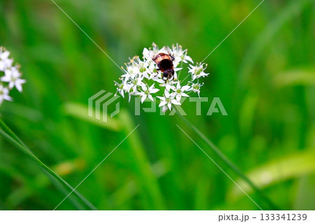 ラベンダーとミツバチ 蜂 ラベンダーとミツバチ 蜂 133341239