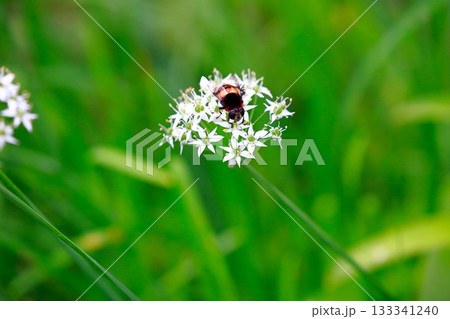 ラベンダーとミツバチ　蜂 133341240