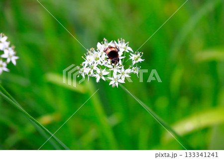 ラベンダーとミツバチ 蜂 ラベンダーとミツバチ 蜂 133341241