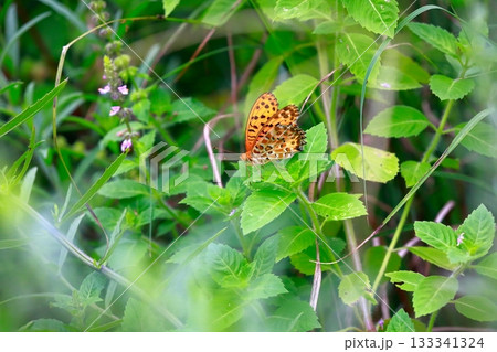草に止まる蝶　羽を休める蝶　蝶々 133341324