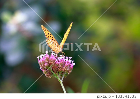 草に止まる蝶　羽を休める蝶　蝶々 133341335