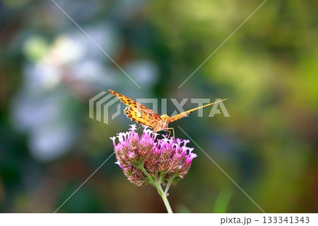 草に止まる蝶　羽を休める蝶　蝶々 133341343