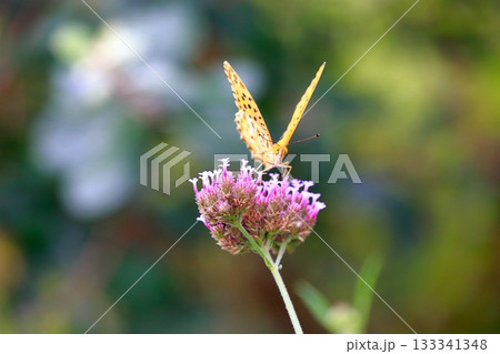 草に止まる蝶 羽を休める蝶 蝶々 草に止まる蝶 羽を休める蝶 蝶々 133341348
