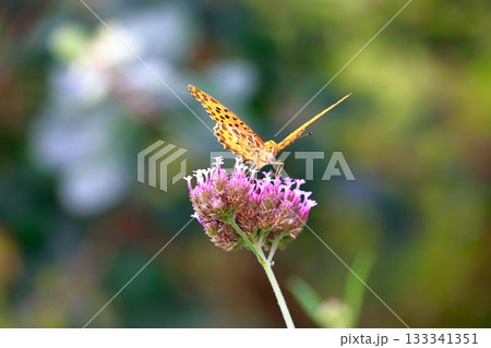 草に止まる蝶　羽を休める蝶　蝶々 133341351