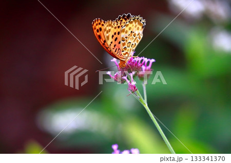 草に止まる蝶　羽を休める蝶　蝶々 133341370