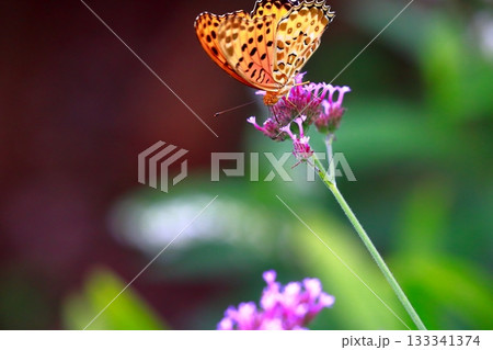 草に止まる蝶　羽を休める蝶　蝶々 133341374