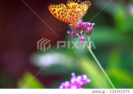 草に止まる蝶　羽を休める蝶　蝶々 133341375