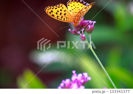 草に止まる蝶 羽を休める蝶 蝶々 草に止まる蝶 羽を休める蝶 蝶々 133341377