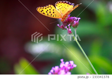 草に止まる蝶　羽を休める蝶　蝶々 133341378
