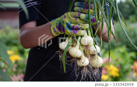 Hands holding freshly harvested onions in a vibrant garden during late summer Hands holding freshly harvested onions in a vibrant garden during late summer 133342059