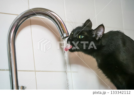 A black cat with green eyes drinks water 133342112