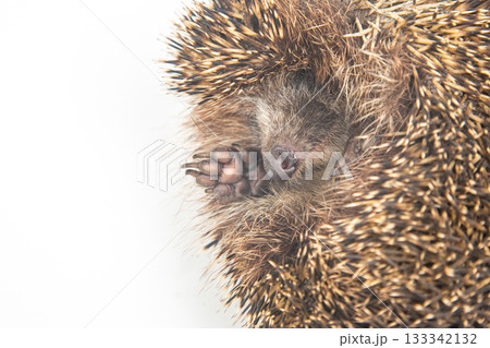 cute European hedgehog sleeps and stuck out its legs on a white background. Animal world cute European hedgehog sleeps and stuck out its legs on a white background. Animal world 133342132