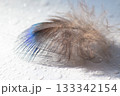 color bird feather lying on the white paper 133342154