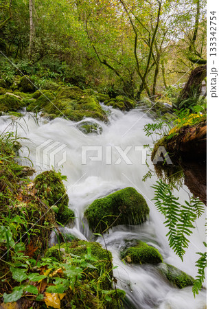 green wild forest, ferns hang from trees, stormy stream flows green wild forest, ferns hang from trees, stormy stream flows 133342754