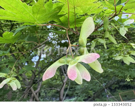 もみじの花 133343052