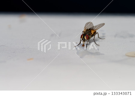 fly on the ground 133343071