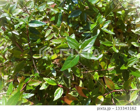 陽の光を浴びて輝く生命力の強いアベリア33 133343162