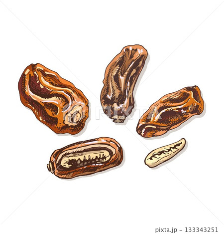 Sweet dates fruit with seed. Vector color vintage hatching illustration 133343251