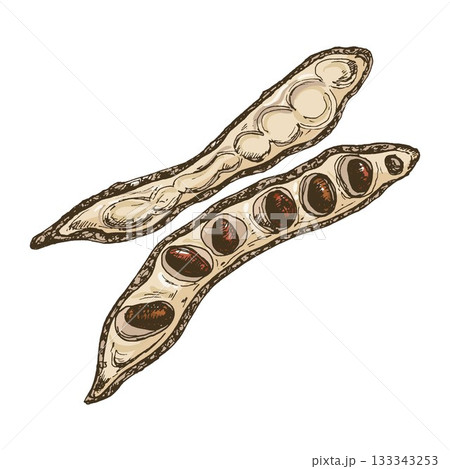 Carob pod with seeds. Vector color vintage hatching illustration isolated 133343253