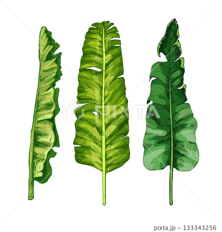 Palm green fresh banana leaf. Vintage vector hatching 133343256