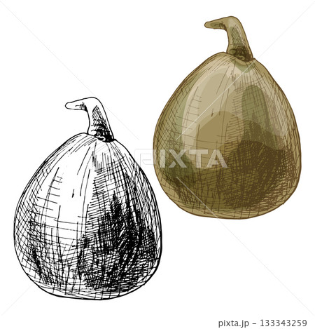 Whole baobab fruit. Vintage vector hatching illustration isolated on white 133343259