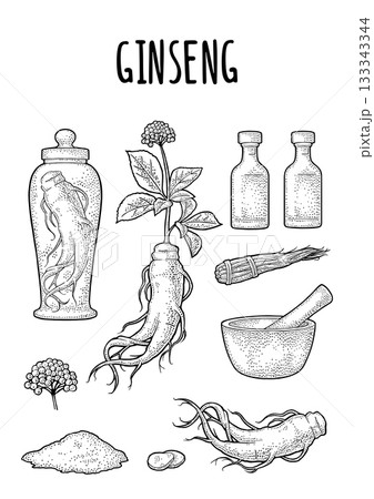 Root and leaves panax ginseng. Vector vintage engrave illustration 133343344