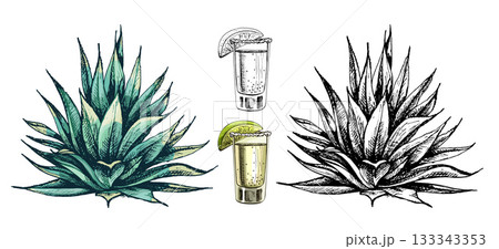 Cactus blue agave. Vector vintage hatching color illustration. Isolated on white Cactus blue agave. Vector vintage hatching color illustration. Isolated on white 133343353