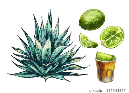 Cactus blue agave and glass tequila with slice lime. Vector vintage hatching Cactus blue agave and glass tequila with slice lime. Vector vintage hatching 133343365