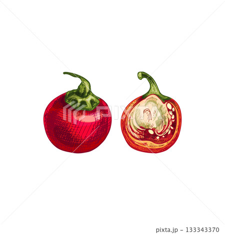 Whole and half cherry pepper. Vector vintage hatching color illustration. 133343370