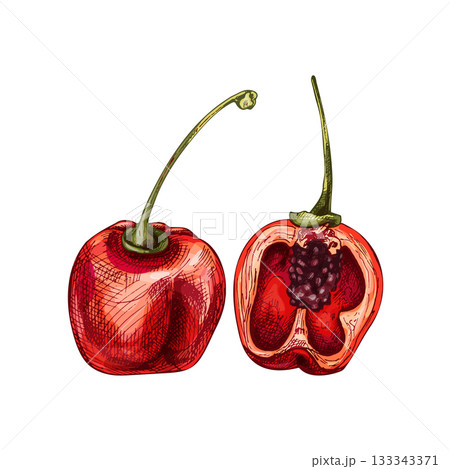 Whole and half pepper rocoto. Vector vintage hatching color illustration. 133343371