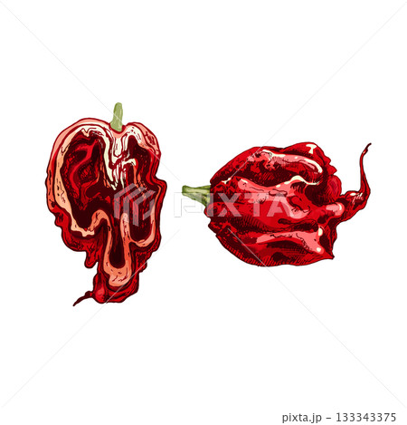 Whole and half pepper tabasco. Vector vintage hatching color illustration. Whole and half pepper tabasco. Vector vintage hatching color illustration. 133343375