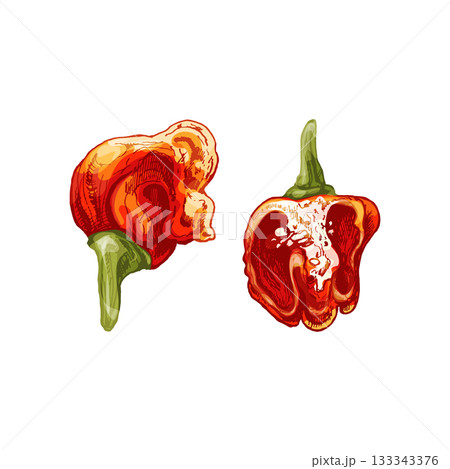 Whole and half pepper dragon breath. Vector vintage hatching color illustration. 133343376