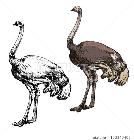 Standing quail. Vector vintage hatching color illustration. Isolated on white 133343405